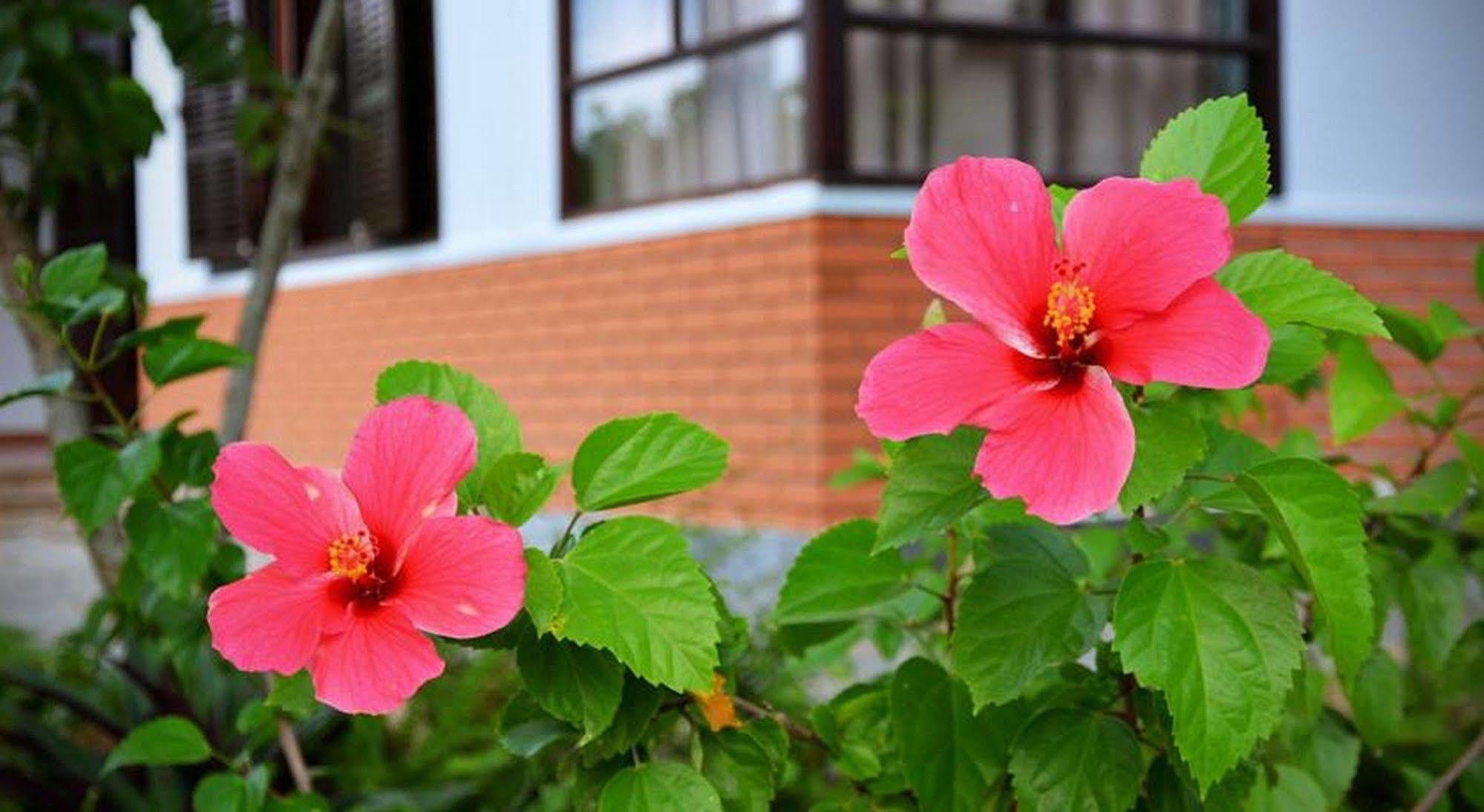 Garden Aroma Homestay Hoi An Exterior foto