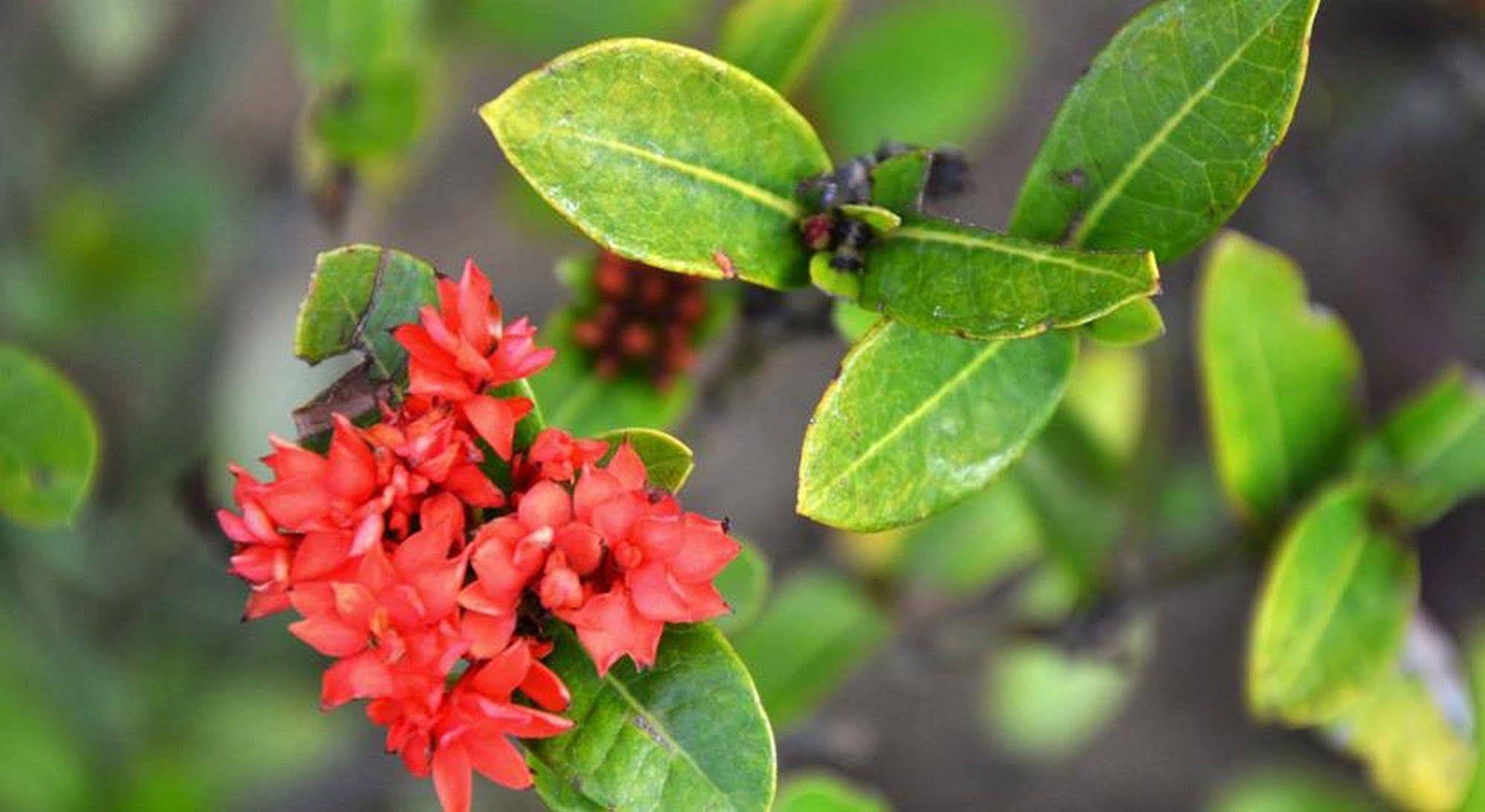 Garden Aroma Homestay Hoi An Exterior foto
